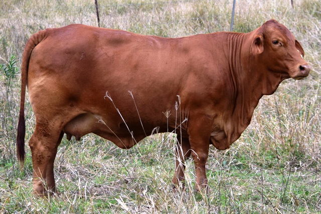 Bryvonlea Mollika